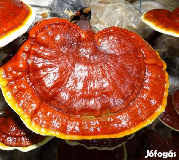 DIY Pecsétviaszgomba Ganoderma termesztő Szett 5kg-os 6233